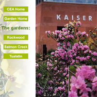 Kaiser Permanente website design